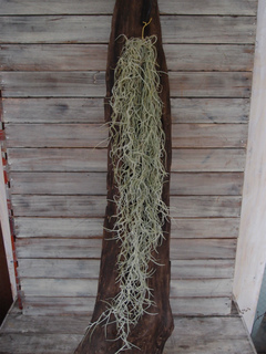 スパニッシュモス（スペイン髭、ヒナヒナ）　80cm
